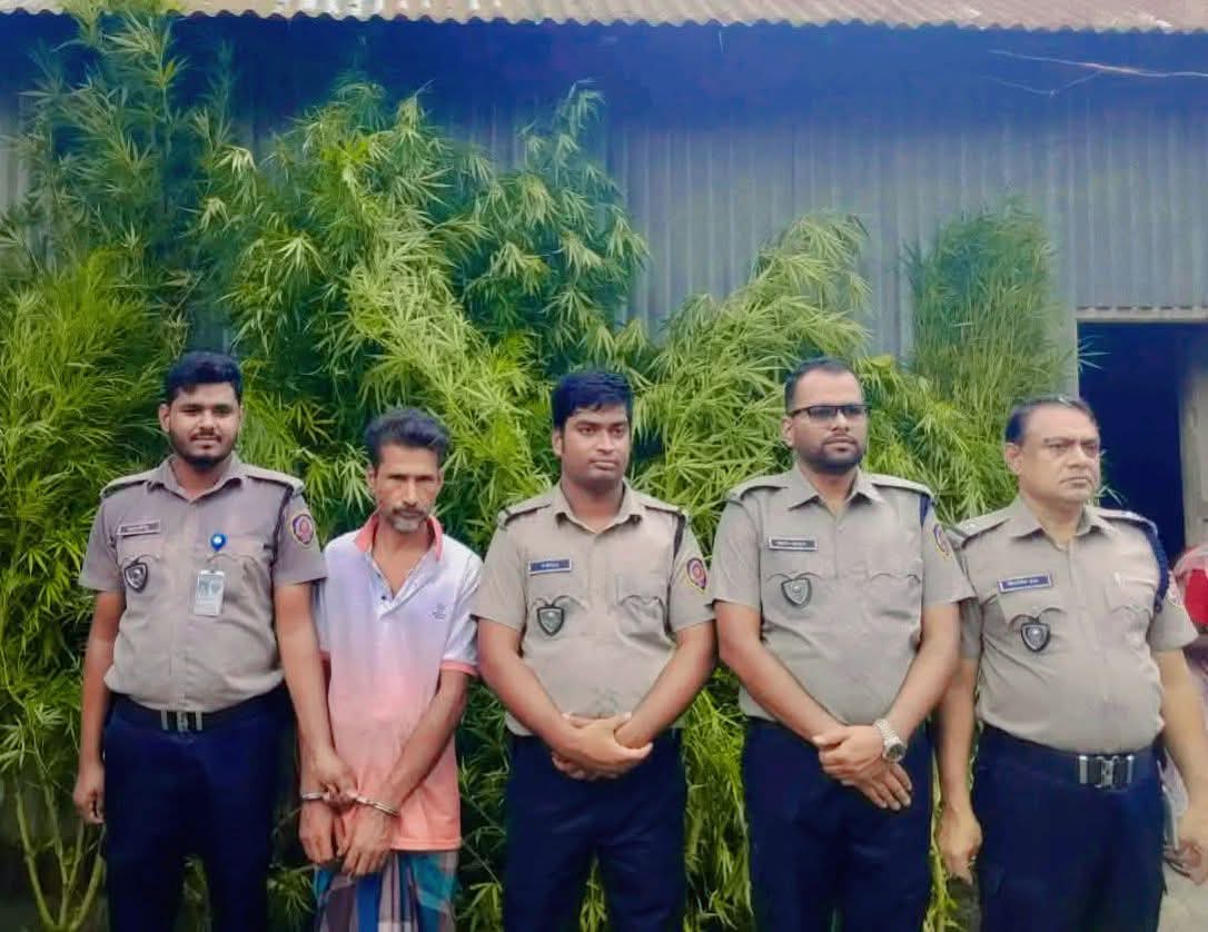 প্রশাসনের চোখ ফাঁকি দিয়ে বাড়ির আঙিনায় গাঁজা চাষ, ভূঞাপুরে ১১টি গাঁজা গাছসহ আটক ১